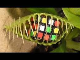 Feeding our new pet venus fly trap plant with ryan's family review! Enormous Venus Fly Trap Eats 3 Rubik S Cubes Youtube