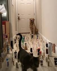 Funniest Dogs Awesome Funny Pet Animals Life Videos Funny Animals Funny Dog Videos Funny Dogs