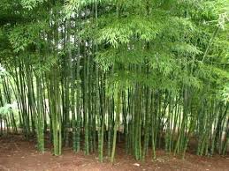 Bamboo Growth Rate Lanoire Info