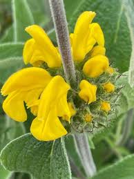 Image result for Phlomis fruticosa