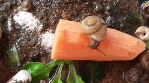 Le Vivant Autour De Notre Elevage D Escargots Avec Images Escargot Elevage Escargot