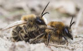 Wildbienen Erkennen Wildbienen Bienen Bienenfreundliche Pflanzen