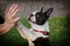 American Boston Bull Terrier Dog Breed Information