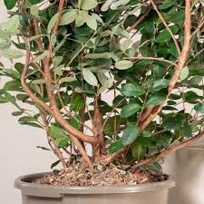 Image result for Feijoa sellowiana