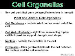 Check spelling or type a new query. Plant And Animal Cells Powerpoint And Notes By The Science Duo