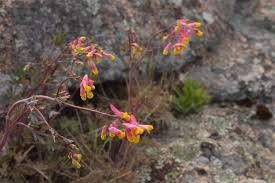 Image result for Xyris capnoides