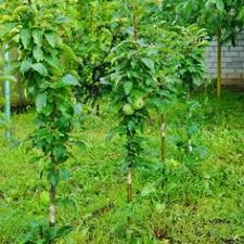 Saulenobst Pflanzen Sorten Vorgehen Plantura Pflanzen Obst Gartentipps