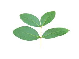 Image result for Holarrhena floribunda