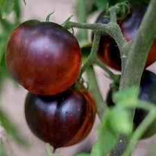 Russian heirloom with bold, smoky flavor, good texture, unusual look. Blue Beauty Tomato Organic 80 Days