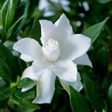 Image result for Gardenia imperialis