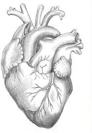 Collection of drawing ideas, how to draw tutorials. Animaux Heart Pencil Drawing Anatomy Art Human Heart Drawing