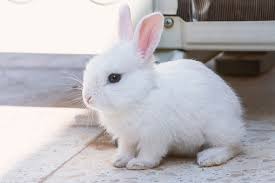 Image result for bunny