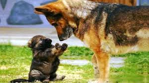 Cute Dogs And Cats Doing Funny Things 2018 5 Funny Cat And Dog Compilation Dog Understand