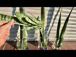 Snake Plant Propagation Sansevieria Baby Snake Plant Care Youtube Snake Plant Propagation Propagating Plants Snake Plant