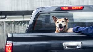 Compare pet insurance plans and prices from all the best companies. Best Car Insurance For Pick Up Trucks Bankrate