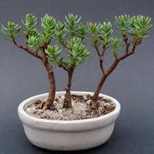 Native to the eastern cape province to northern transvaal in south africa size. Seeds 10 Crassula Sarcocaulis Seeds Bonsai Crassula Get Free Seeds With All Orders Indigenous Was Sold For R18 50 On 7 Apr At 20 01 By Seeds And All In Port Elizabeth Id 330502020