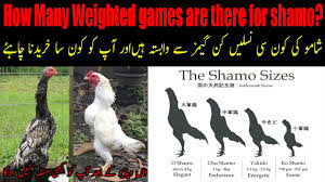 Shamo Weighted Games and Limit For Gamefowl and Fighting | Birds Society -  YouTube