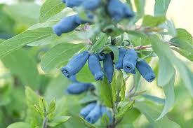 Image result for Lonicera confusa