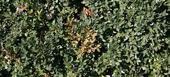 Why is this privet hedge dying? How To Cure Box Blight Once And For All Fantastic Gardeners Blog
