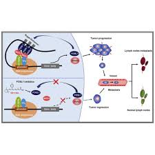 Part time or full customer service assistant. Fosl1 Promotes Metastasis Of Head And Neck Squamous Cell Carcinoma Through Super Enhancer Driven Transcription Program Molecular Therapy