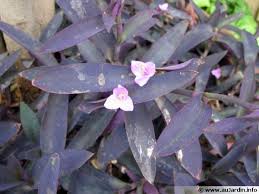 Optez pour les plantes tombantes qui demandent peu d'entretien. Misere Pourpre Tradescantia Pallida Planter Cultiver Multiplier