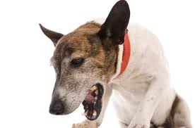 Dogs with pu lmonary adenocarcinoma commonly experience labored and rapid breathing, coughing and wheezing. How To Treat Pneumonia In Dogs