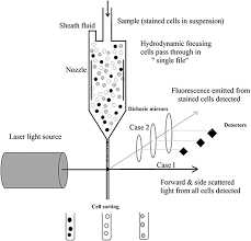 Maybe you would like to learn more about one of these? Characterization Of Cultured Cells Book Chapter Iopscience