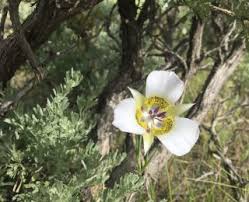 Hours may change under current circumstances Lily Colorado S Wildflowers