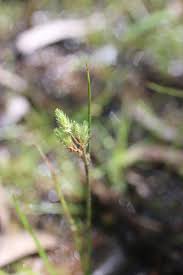 Image result for Fuirena leptostachya