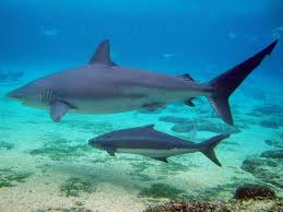 Dusky Shark Wikipedia