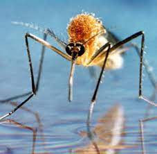 Anmerkungen zu einem heiklen thema von dr.rer.nat. Umwelt Anopheles Mischt Heimische Mucken Szene Auf Welt