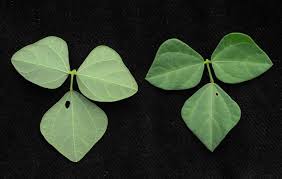 Image result for Rhynchosia resinosa