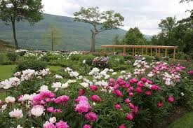 Check spelling or type a new query. Best Spring Flower Festivals In New England New England Today