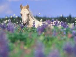 صور الخيل احلي صور وخلفيات فرس عربي اصيل ميكساتك Horses Horse Flowers Pretty Horses