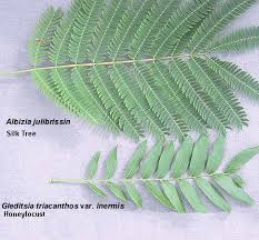 Image result for Albizia brevifolia