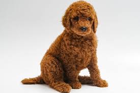 Stay updated about standard poodle puppies for sale uk. Red Standard Poodle Puppies For Sale