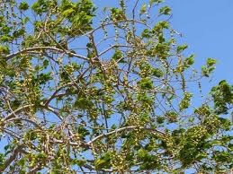 Image result for Maerua angolensis