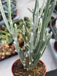 Image result for Cissus humbertii
