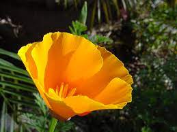 Plants, according to jack c schultz, are just very slow animals. List Of Flower Names C Common And Easy To Grow Flowers With Pictures