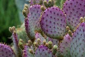 Imports from mexico come in between june and october. 30 Top For Purple Cactus Plant Pink Wool