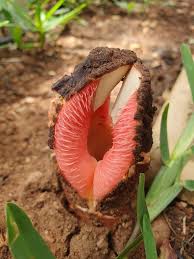 Image result for Hydnora