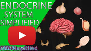 What does an endocrinologist do. Human Endocrine System Made Simple Endocrinology Overview Youtube