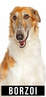 The borzoi was previously called the russian wolfhound. Borzoi The Confident Athletic Russian Wolfhound