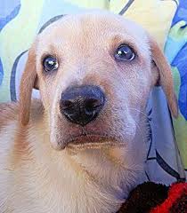 We offer a variety of puppies in pennsylvania and surrounding states from reputable dog breeders. Labrador Mix Puppies For Sale Virginia