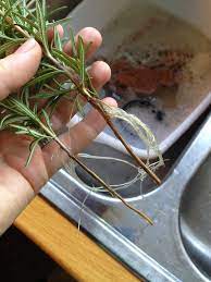 How To Propagate Rosemary In Water Mother Rising Propagate Rosemary Growing Rosemary Rosemary Plant