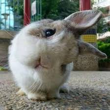 Pin By Beatriz Velasquez On Defter Susleme In 2020 Cute Funny Animals Animals Baby Animals