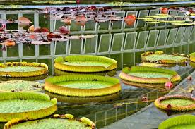 桐葉知秋 京都府立植物園散策紀行 後編 今出川 北大路 北野 京都 の旅行記 ブログ By Montsaintmichelさん フォートラベル