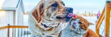I was worried as we had been dr.flowers clients for so long. Welcome To Maine Coast Veterinary Hospital