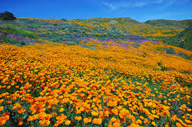 Amazing variety of flowers are blooming everywhere on the dessert. John Muir And A Sea Of Wildflowers