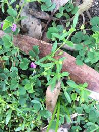 Image result for Pycnospora lutescens